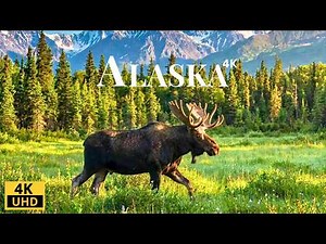 Wildlife Alaska 4K: Grizzly Bears, Glaciers & Untamed Arctic Landscapes