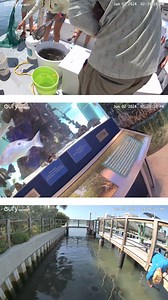 2.1K views · 3.6K reactions | Join eufy as we support Tampa Bay Watch's mission with our solar-powered SoloCam S340. ☀️ Together, we are vigilant in monitoring the bay's health, combining innovative solar energy solutions with dedicated environmental stewardship for a brighter future in Tampa Bay. | eufy | Facebook