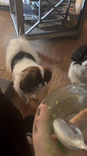 Japanese Chin | Japanese Chin