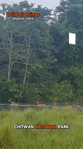 Incredible video captured the moment a Bengal tiger ambushed a deer family in a rare sighting. #tiger #nepal #wildlife #safari #chitwan | Wild Sightings