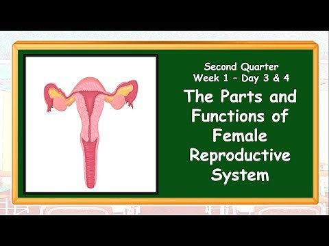 The Female Reproductive System-Q2-Day 3-4