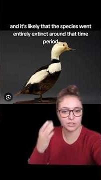 Labrador Duck #recentlyextinctanimals #duck #labradorduck #bird #newfoundlandandlabrador