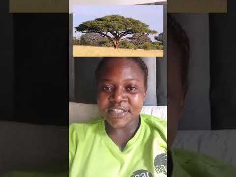 Grade 5: Geography - How Climate, Weather and Vegetation Are Interlinked