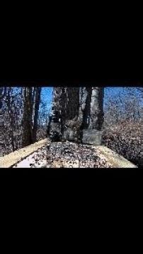 Early spring birds and squirrels