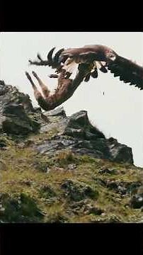 "Eagle Hunt Caught on Camera"#wildlife #natureshorts