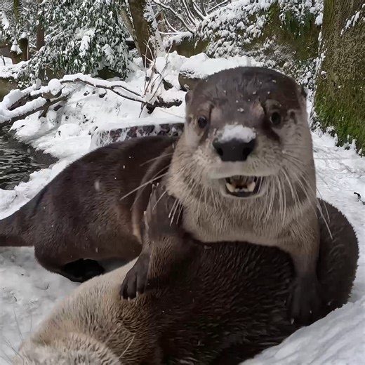72K views · 5.3K reactions | Furcast this weekend is snowy with a chance of rascals | Oregon Zoo | Facebook