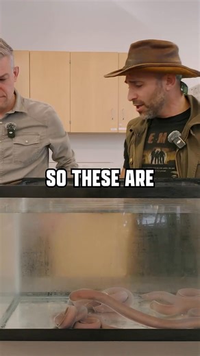 The world's SLIMIEST defense mechanism! #hagfish #defense #ocean #bravewilderness | Brave Wilderness