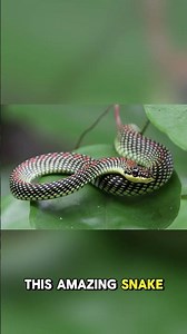 The Snake That Flies Through the Trees 🐍🌿 | Nature’s Gliding Acrobat