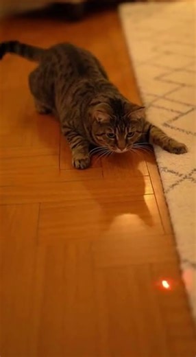 The Truth Behind the Laser Dot and the Bird