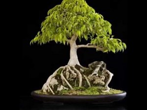 Ficus Religiosa Bonsai – the Sacred Fig or Peepal