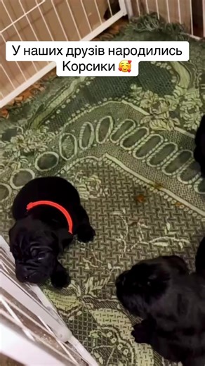 #канекорсоукраїна #питомникканекорсо #розплідникканекорсо #щенкиканекорсо #канекорсоцуценята