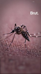 73K views · 844 reactions | 750 million genetically modified mosquitoes have been released in Florida ... to combat their disease-spreading cousins already there. | Brut nature | Facebook