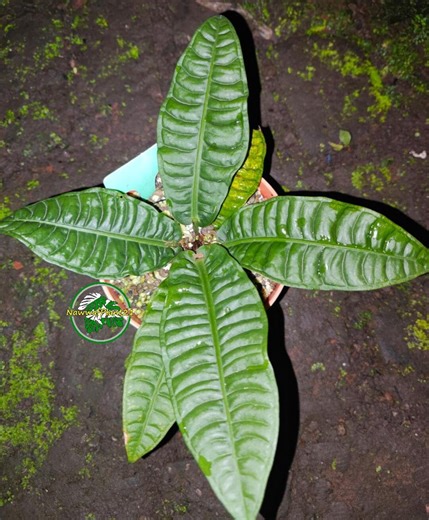 Anthurium Reflexinervium Ecuador Real Picture - Etsy