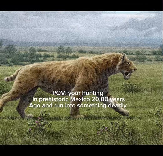 sabertooth cat #oldearth ##oldearthcore #extinct #sabertooth #viralvideo