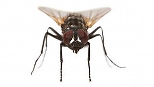 Commercial Fly Control and Fly Elimination Programs