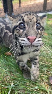 Happy Fursday from clouded leopard cubs Joker & Quinn! 🐾 You can see this adorable duo in their new temporary habitat within the Critter Encounters area. 📹 Keeper Sloane | Nashville Zoo