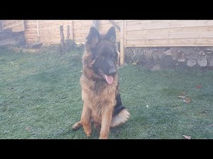 Panosteitis lameness - La panosteite (la boiterie) maladie qui atteint les grandes races des chiens