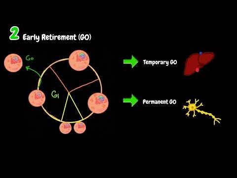 5 Paths of the Cell Cycle in 3 Minutes