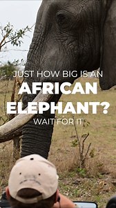 1.5K views · 19 reactions | Do you know how much a male African elephant can weigh? Perspective: The gentlemen that suddenly comes into frame is one of the Great Krugers famed Trackers. He is already sitting a good 4 foot of the group and his head is probably at a height of around 7 foot from the ground. info@wild-eye.com - Start Something Beautiful Today #Elephant #AfricanSafari #Safari #NatureKnowledge #HowBig #Wildlife #Travel #SafariExperts | Wild Eye | Facebook