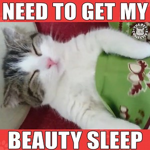 977K views · 14K shares | That feeling when you hit the snooze button: | The Pet Collective | Facebook