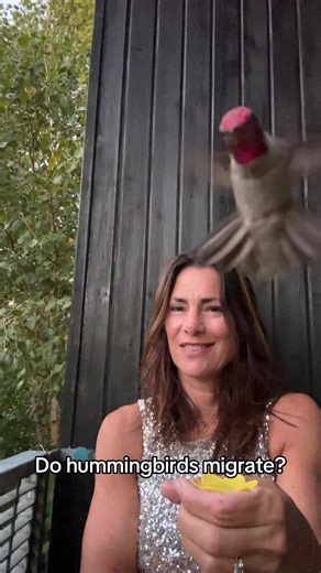 Mine don’t. 🩷🩷🩷 #hummingbird #hummingbirdsoftiktok | hummingbird