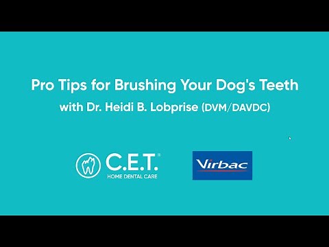 How to Brush Your Dog's Teeth from a Veterinarian