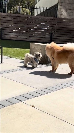 The confidence was real. The math was not. Shih Tzu Chases Chow Chow