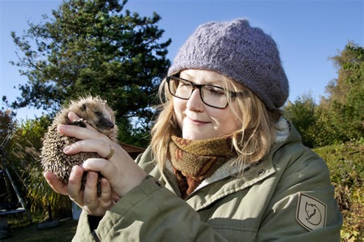 How hedgehog droppings can be used to study biodiversity at a local scale – Oxford Nature Network