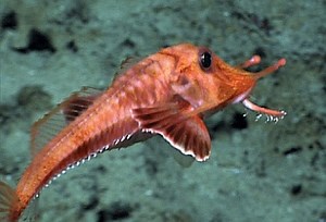 Armored Sea Robin