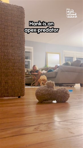 Behold! The most dangerous animal on this planet! 😂💥🦆 (Via - Sydney Huber ) #Dog #Puppy #DogReel #Funny #DogToys #FunnyDog | The Pet Collective