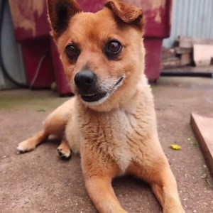 2.3K views · 124 reactions | Who doesn’t need a Jack Russell x Pom in their life!!! Please welcome little Ralph. Not yet ready for adoption. Keep your eyes peeled for more on this little cutie ☺️ | All 4 Paws Dog Rescue | Facebook