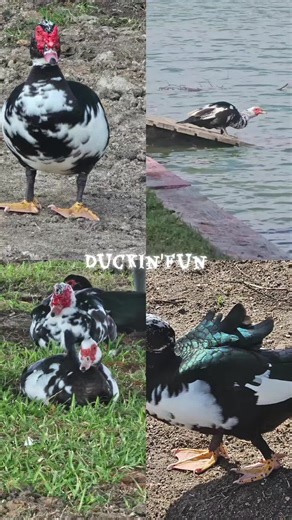 Seven Ducks Shaking Their Tail Feathers