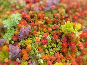 Mixed Sedum 100 Seeds Stonecrop Succulent Mix Colorful Drought-tolerant Groundcover Easy Grow Plant for Home Garden - Etsy
