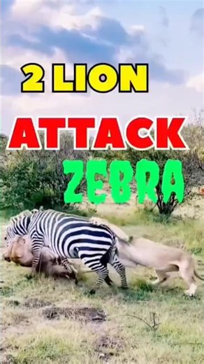 Hungry Lion Attacks Zebra for Food 🦁⚡ #shorts