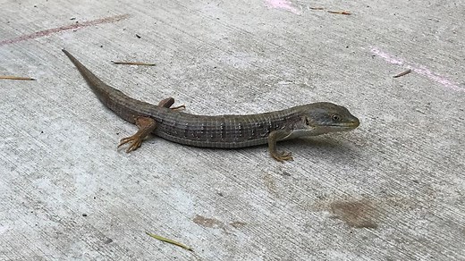 Here are the most common lizards you might be seeing around your home