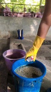 353K views · 4.6K reactions | Deworming before change feed. Lantawa ang video how  #deworming #guide #tips #everyone #followers #piggeryfarm | Aletta Battle Angel Vlog | Facebook