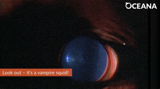 4.8K views · 88 reactions | 率 Vampire squids may not suck blood, but their dark coloration and the cloak-like webbing between their arms certainly gives them a very “vampire-y” appearance! Learn more: https://oceana.ly/475dhzW | Oceana | Facebook