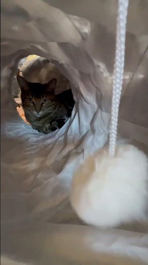 The Cat Tunnel Bed Your Kitty Will Never Leave!