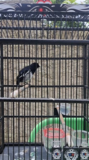 Selesai mandi pertama pasca mabung #birds #kacermania #kicaumania #shortvideo #shorts #reels #reel