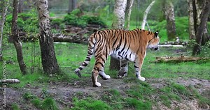A tiger walks in the forest