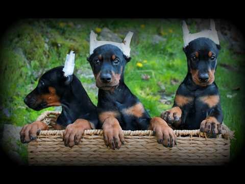 Doberman Pinscher Puppy for Sale