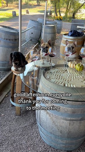 VIP meeting #funnyreel #dogmeet #meeting | Gus Gus In The City