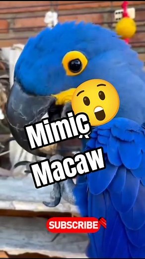 Macaw Facts | The Rainbow Parrots of the Jungle