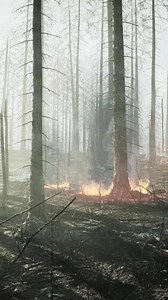 Forest fire with fallen tree is burned to the ground