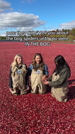 Exploring Cranberry Farms and Encountering Bog Spiders
