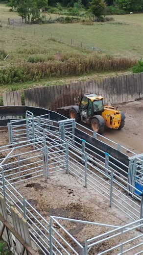 NEW Cattle Handling System | England
