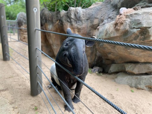 ‘Misdosing’ of supplements led to death of Malayan tapirs: Denver Zoo Conservation Alliance