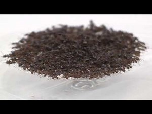 Amazing movie of fire ants forming escape rafts