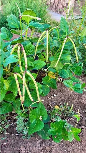 Why planting these purple hull peas for a fall harvest is a game changer