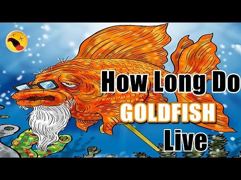 How Long Do Goldfish Live? What Is The Average Lifespan Goldfish